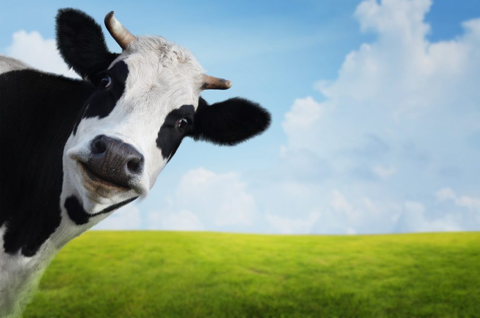Zabij krávu, zachráníš klima