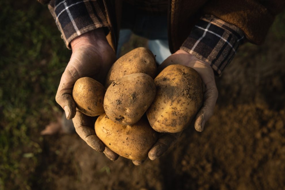 Více než tři čtvrtiny hostů restaurací hodnotí české brambory lépe než ty zahraniční, přesto z tuzemských polí mizí